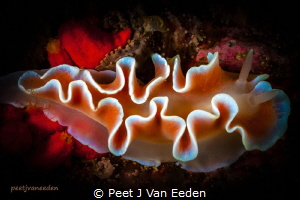 Poetry in slow motion

 Frilled nudibranch by Peet J Van Eeden 